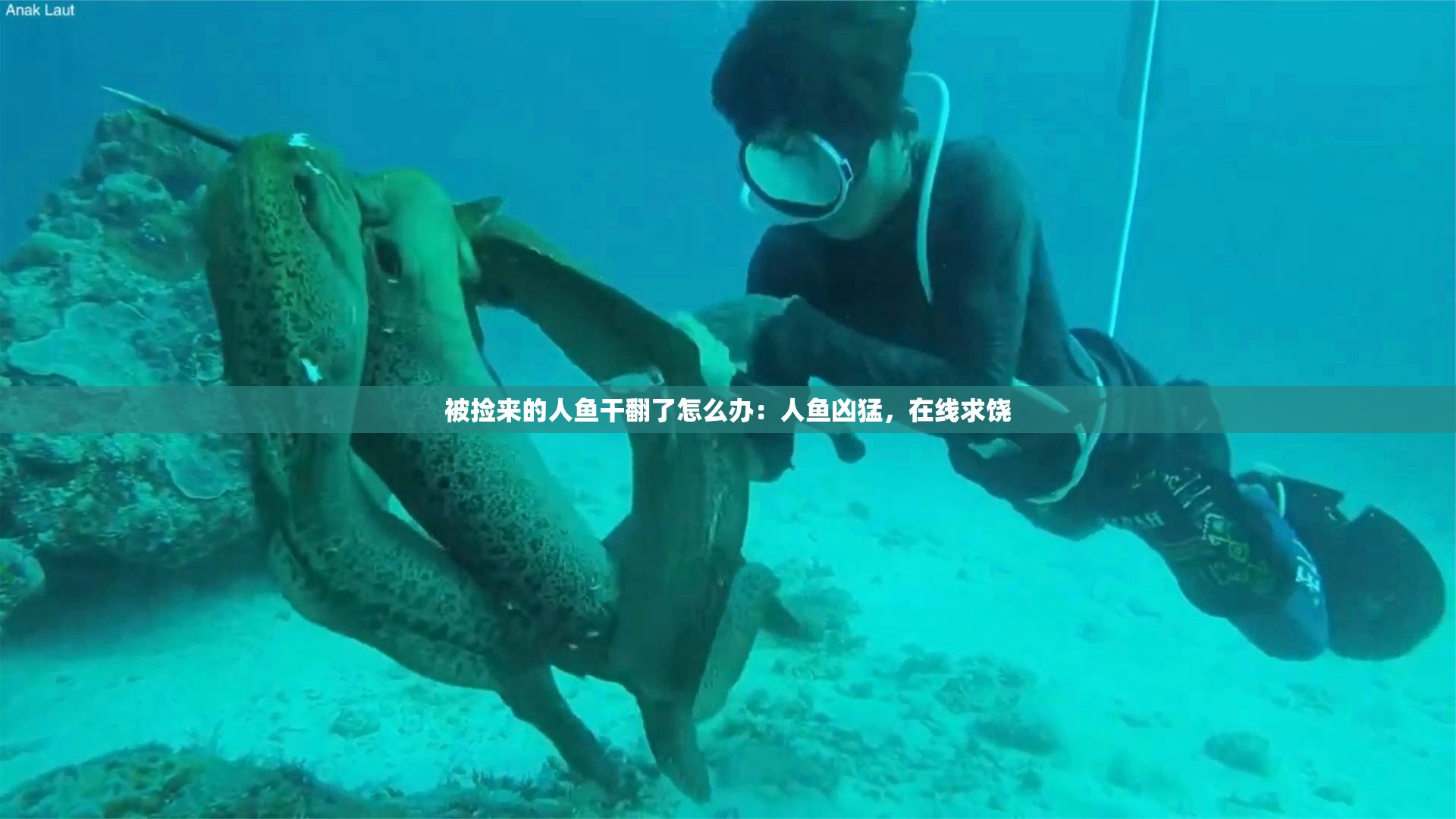 被捡来的人鱼干翻了怎么办：人鱼凶猛，在线求饶